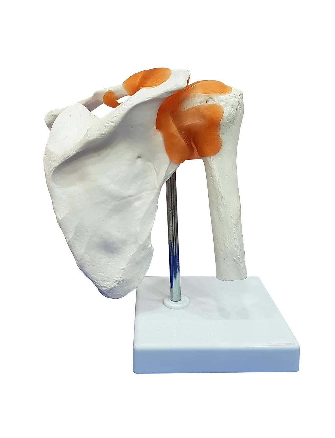 Shoulder joint model flexible