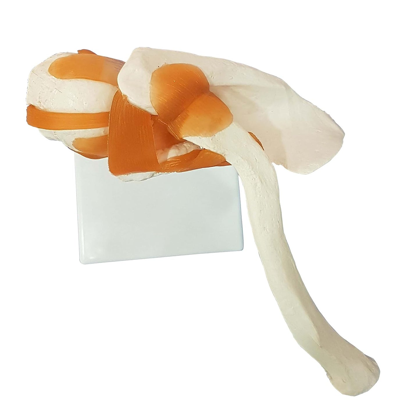 Shoulder joint model flexible